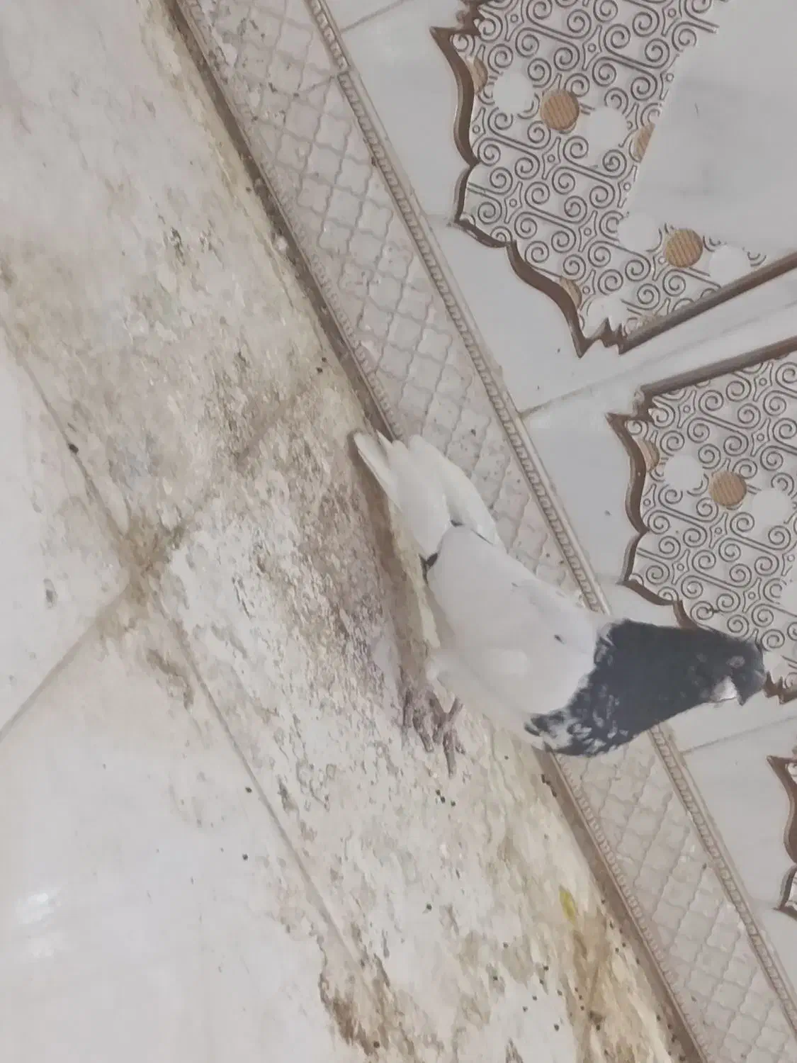 کله اهوازی 40 سانتی عتیقه|پرنده|اهواز, فتح|دیوار