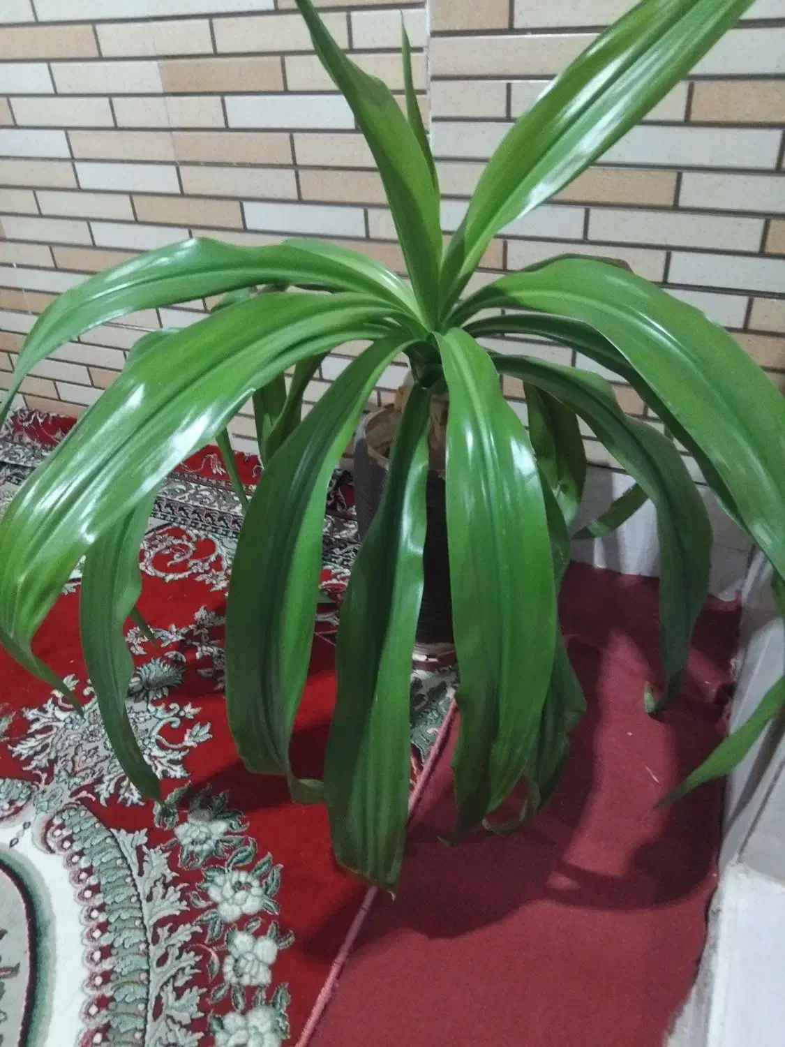 گل وگیاه|گل و گیاه طبیعی|فسا, |دیوار