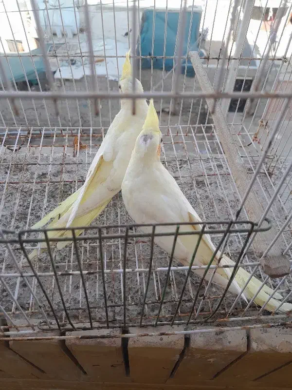 عروس هلندی|پرنده|چابهار, |دیوار