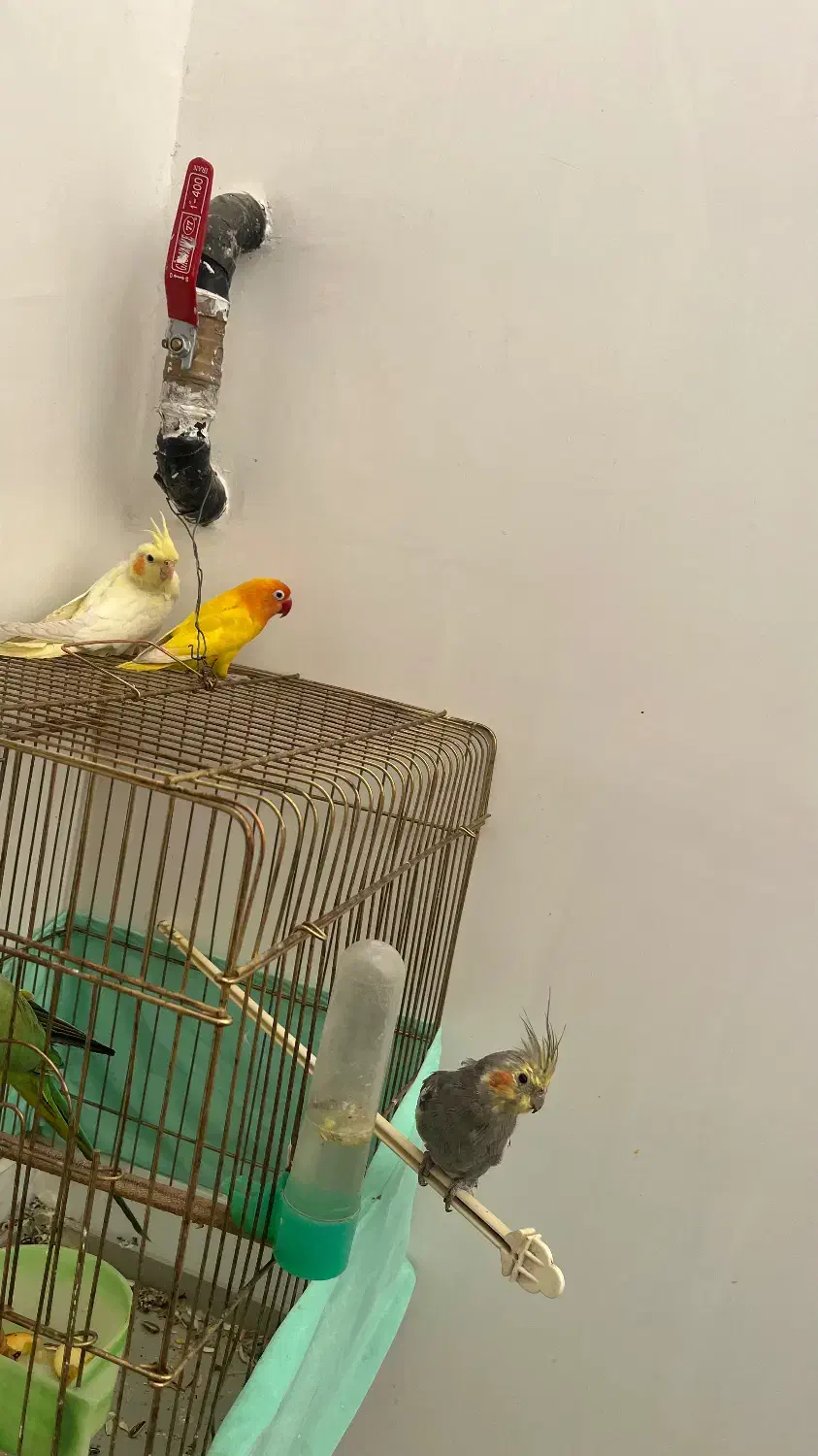 عروس هلندی کوتوله|پرنده|قائن, |دیوار