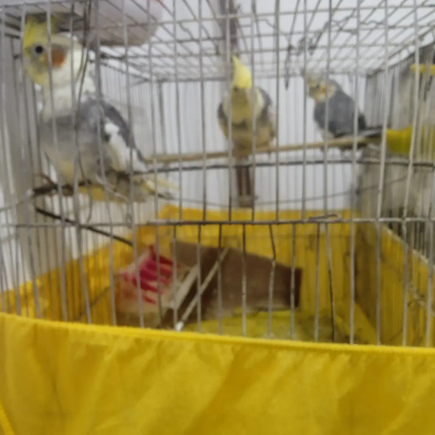 طوطی عروس هلندی|پرنده|رشت, شهرک آیت الله منتظری|دیوار