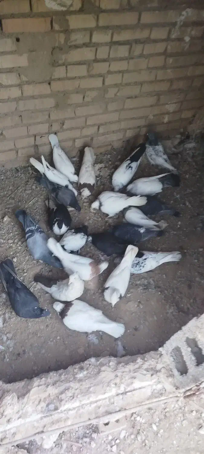 کبوتر فروش|پرنده|کارون, |دیوار