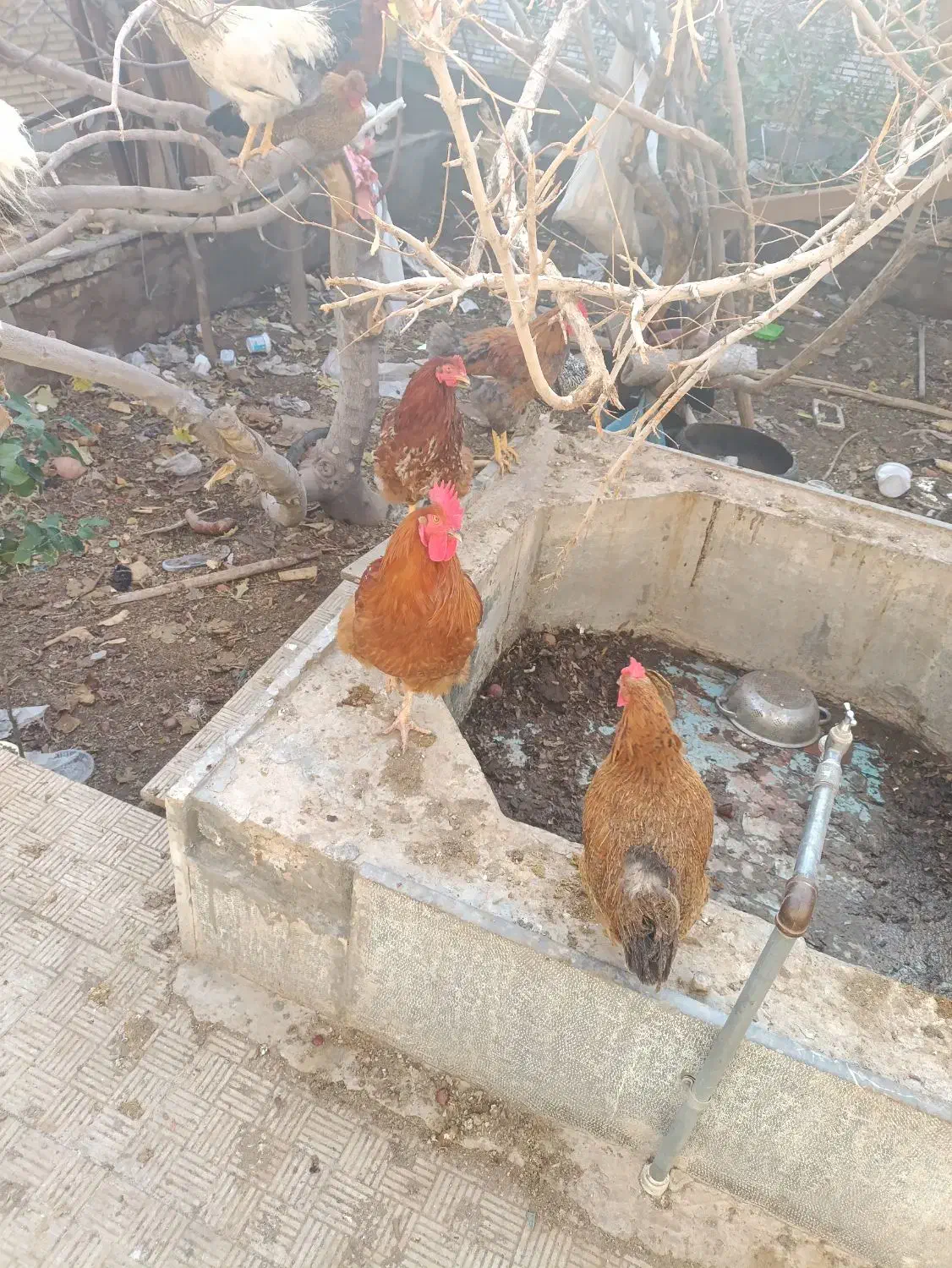 خروس رسمی ده ماهه|پرنده|یزد, |دیوار