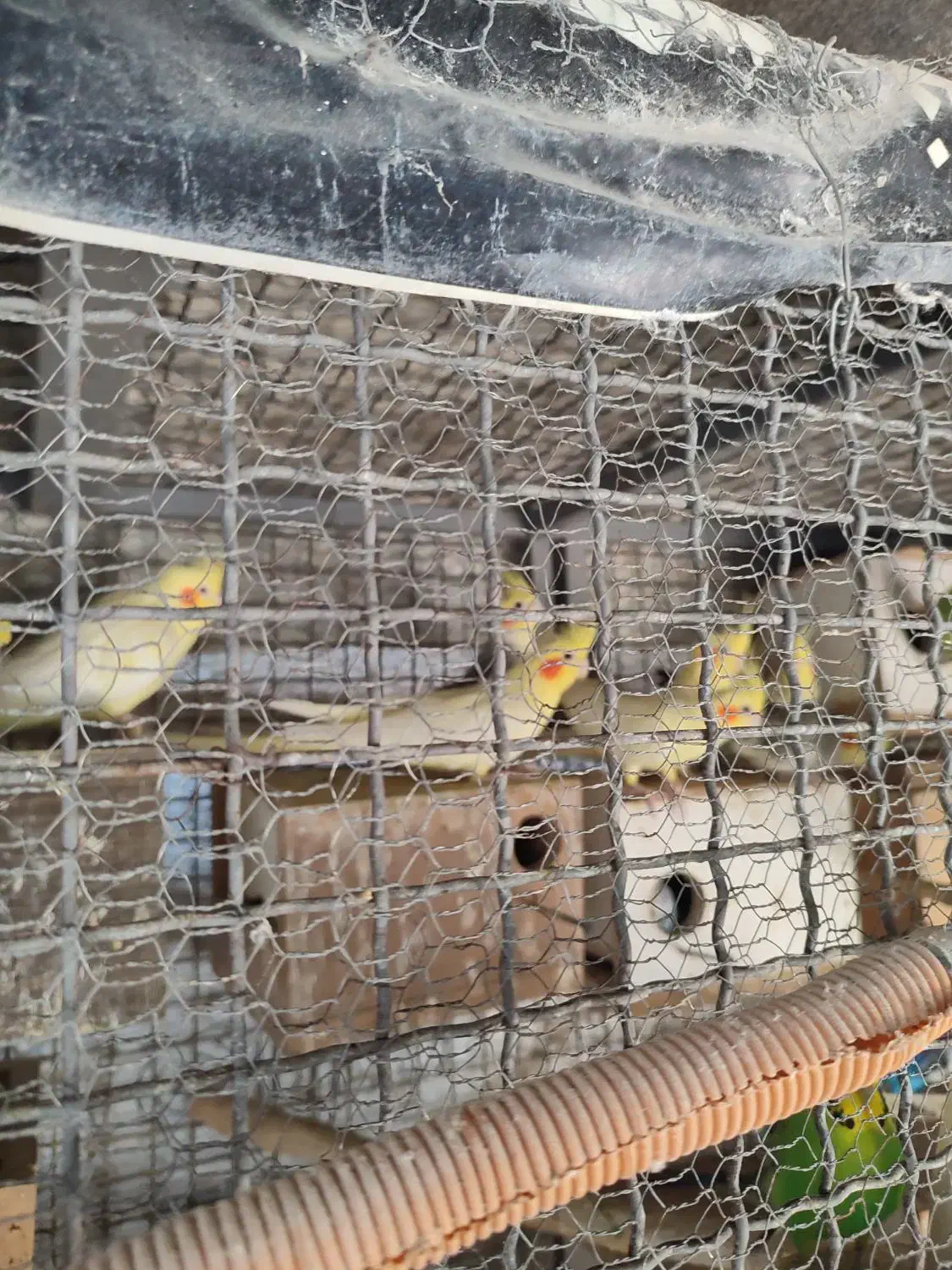 10عدد طوطی عروس لوتینو خال زرد یکجا باهم 7تمن|پرنده|آمل, |دیوار