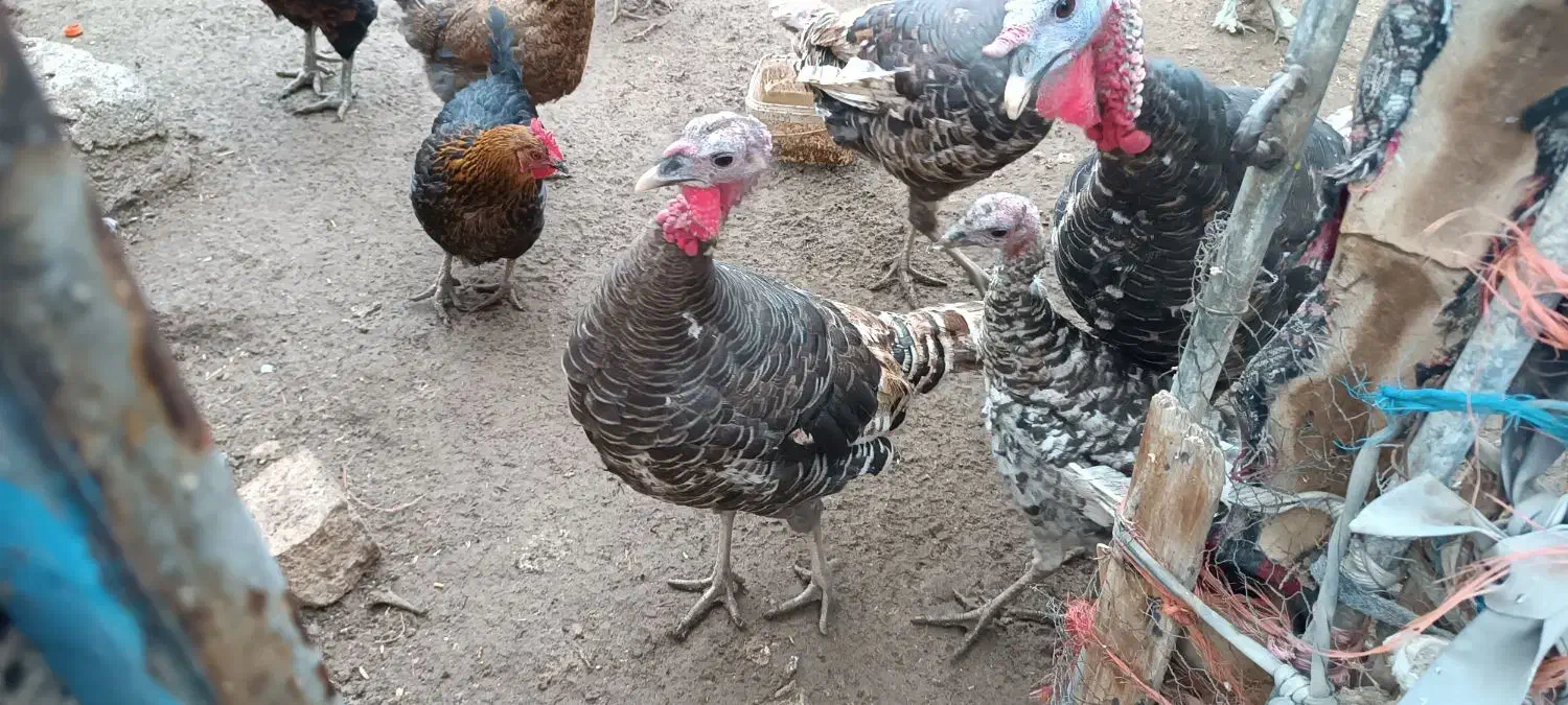 بوقلمون رسمی|حیوانات مزرعه|ساوه, |دیوار