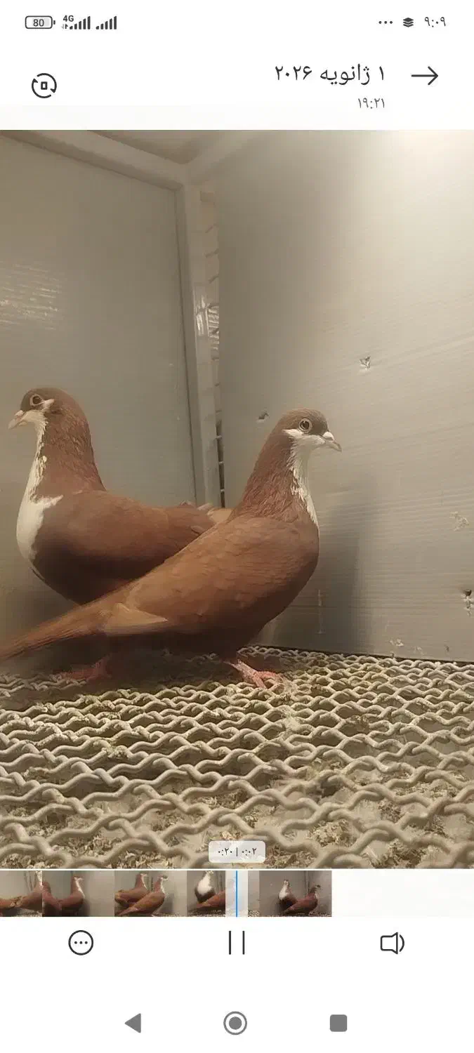 آلمانی و رنگی|پرنده|بیرجند, |دیوار