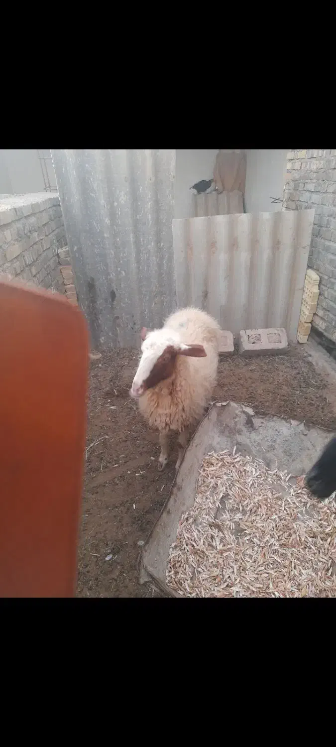 یک عدد گوسفند|حیوانات مزرعه|سوسنگرد, |دیوار