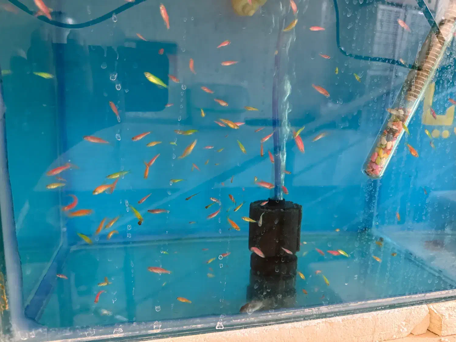 ماهی زبرا|ماهی|مرودشت, بیست متری بیمارستان|دیوار