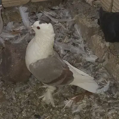 گلی پرپا|پرنده|تربت‌حیدریه, آغوی|دیوار