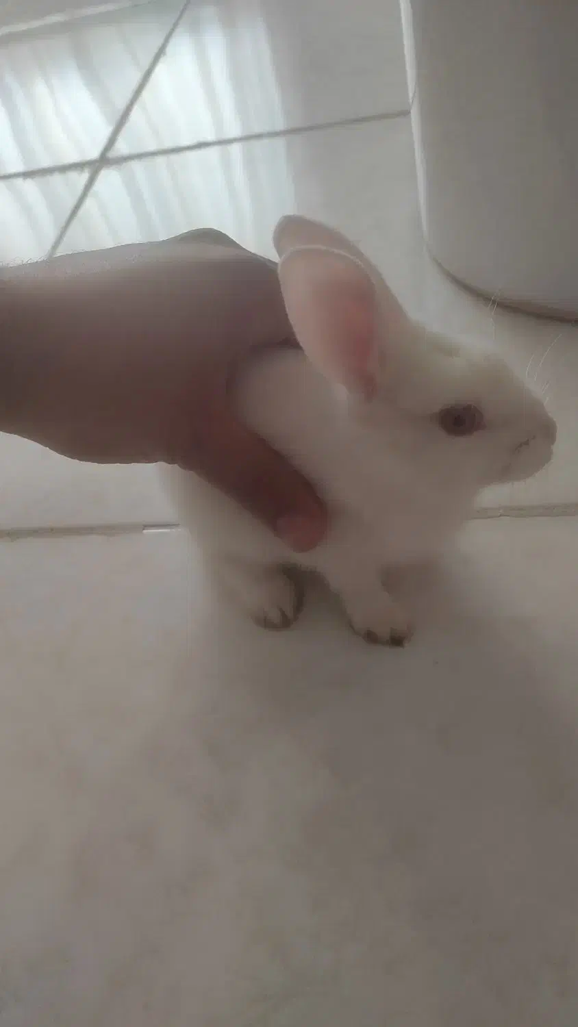 خرگوش سفید|موش و خرگوش|ایلام, |دیوار