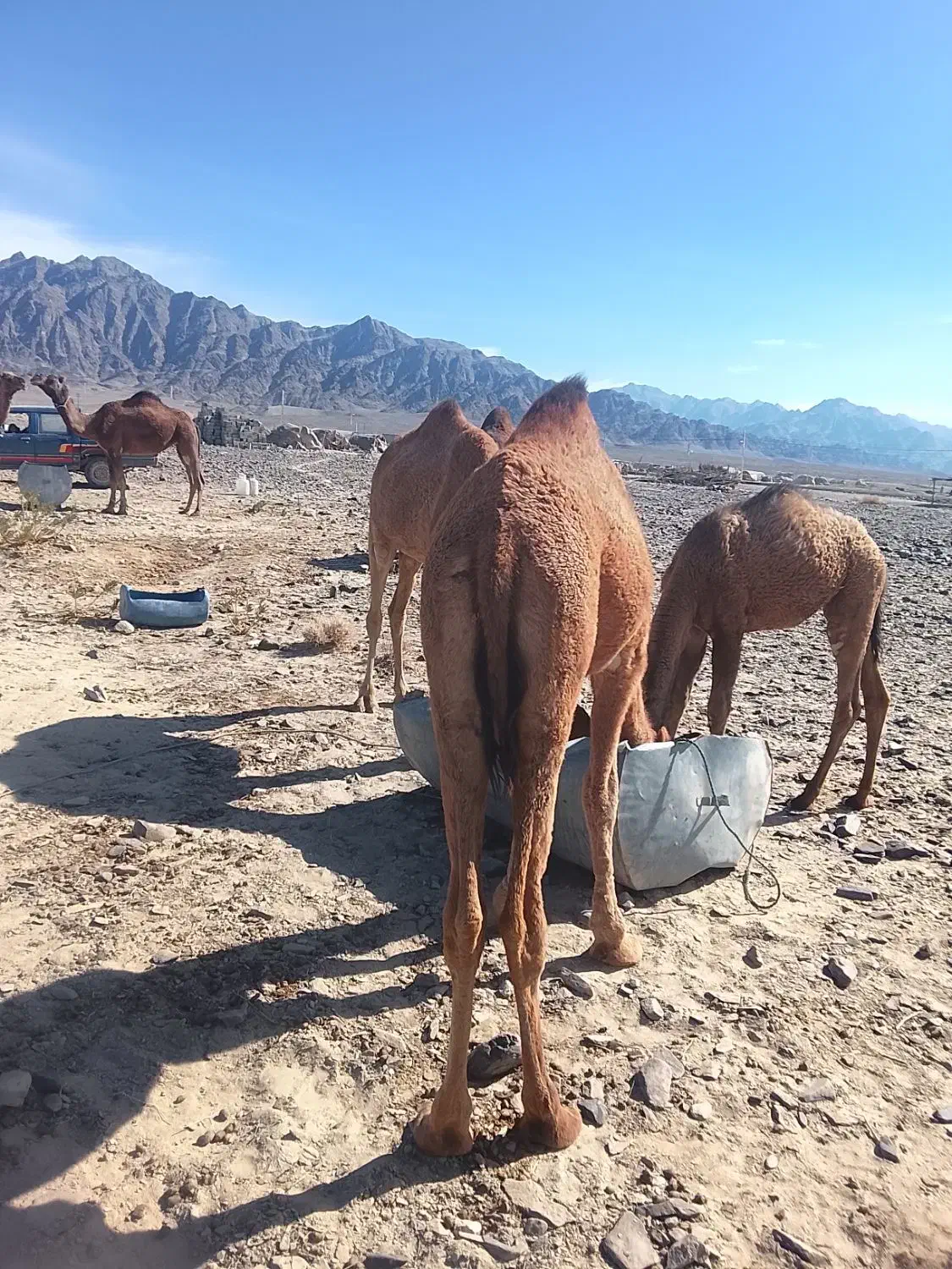فروش شتر|حیوانات مزرعه|پسکوه, |دیوار