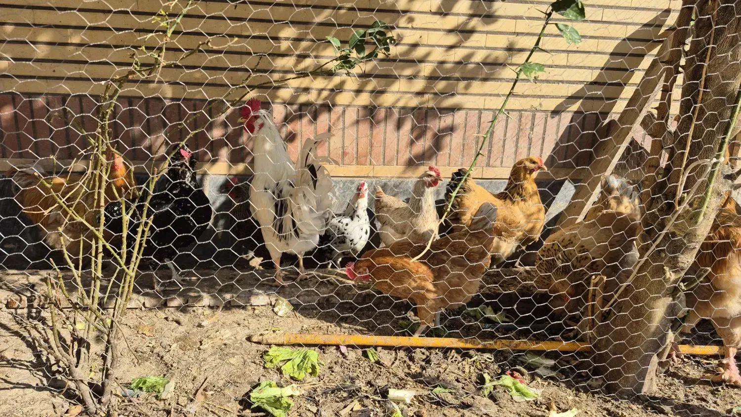 فروش تخم مرغ پریما و گلین|خوردنی و آشامیدنی|دزفول, |دیوار