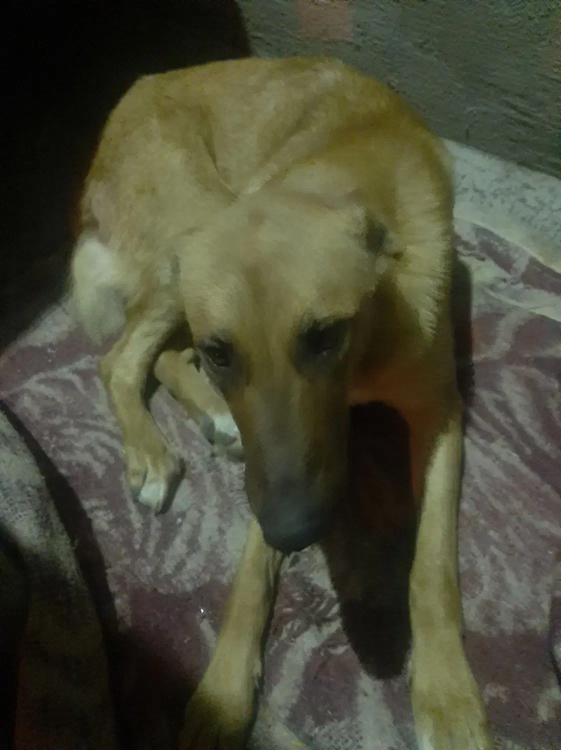 سگ پیداشده رایگانه هایه موقعه فکرنکنیدپولی هستش|حیوانات|تهران, اتابک|دیوار