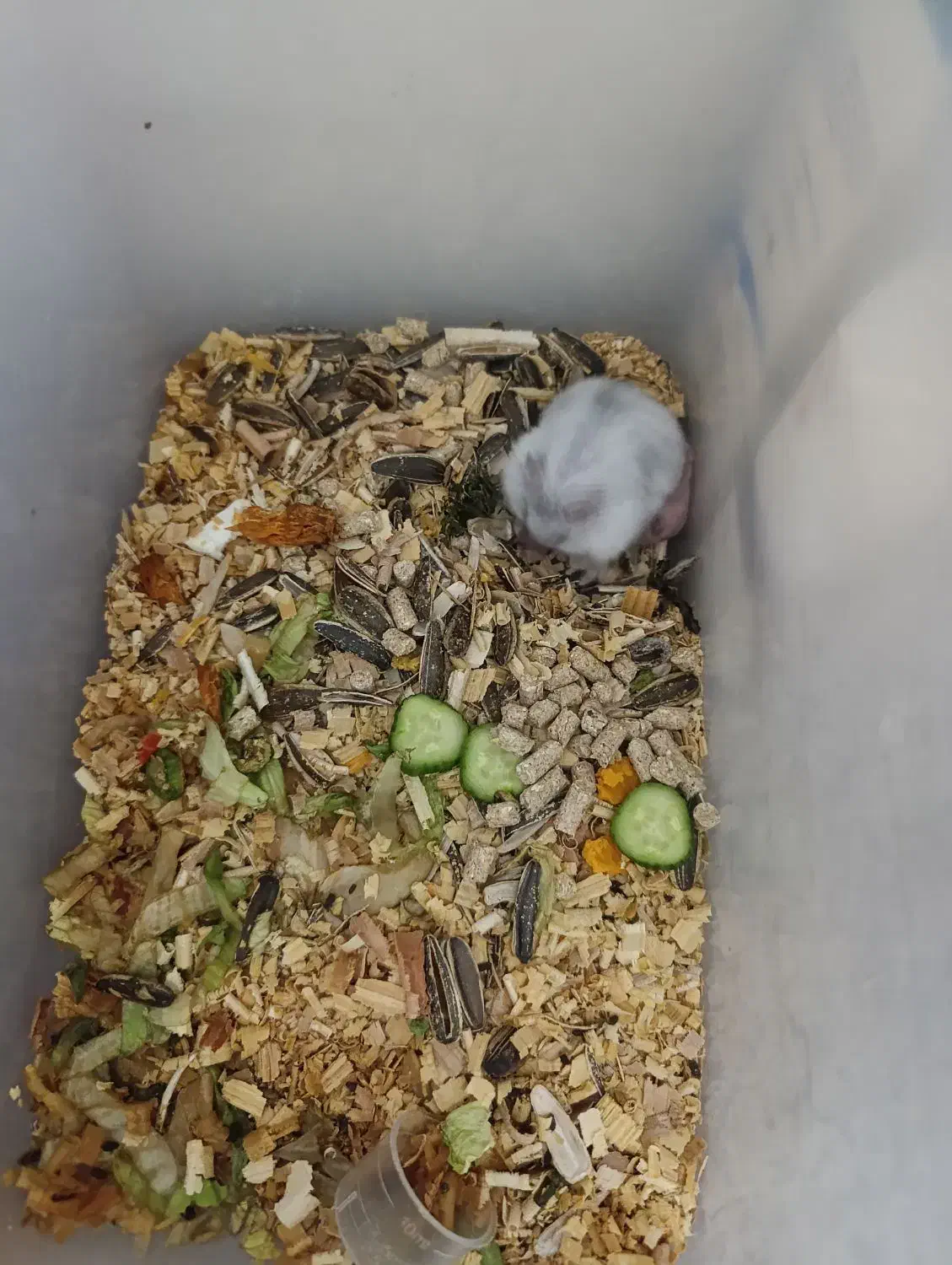 همستر نروماده|موش و خرگوش|قم, چهار امامزاده|دیوار