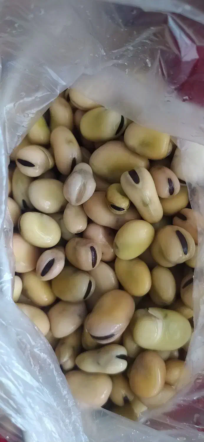 باقالا درجه یک|عمدهفروشی|اسلامشهر, شهرک مفیدی|دیوار