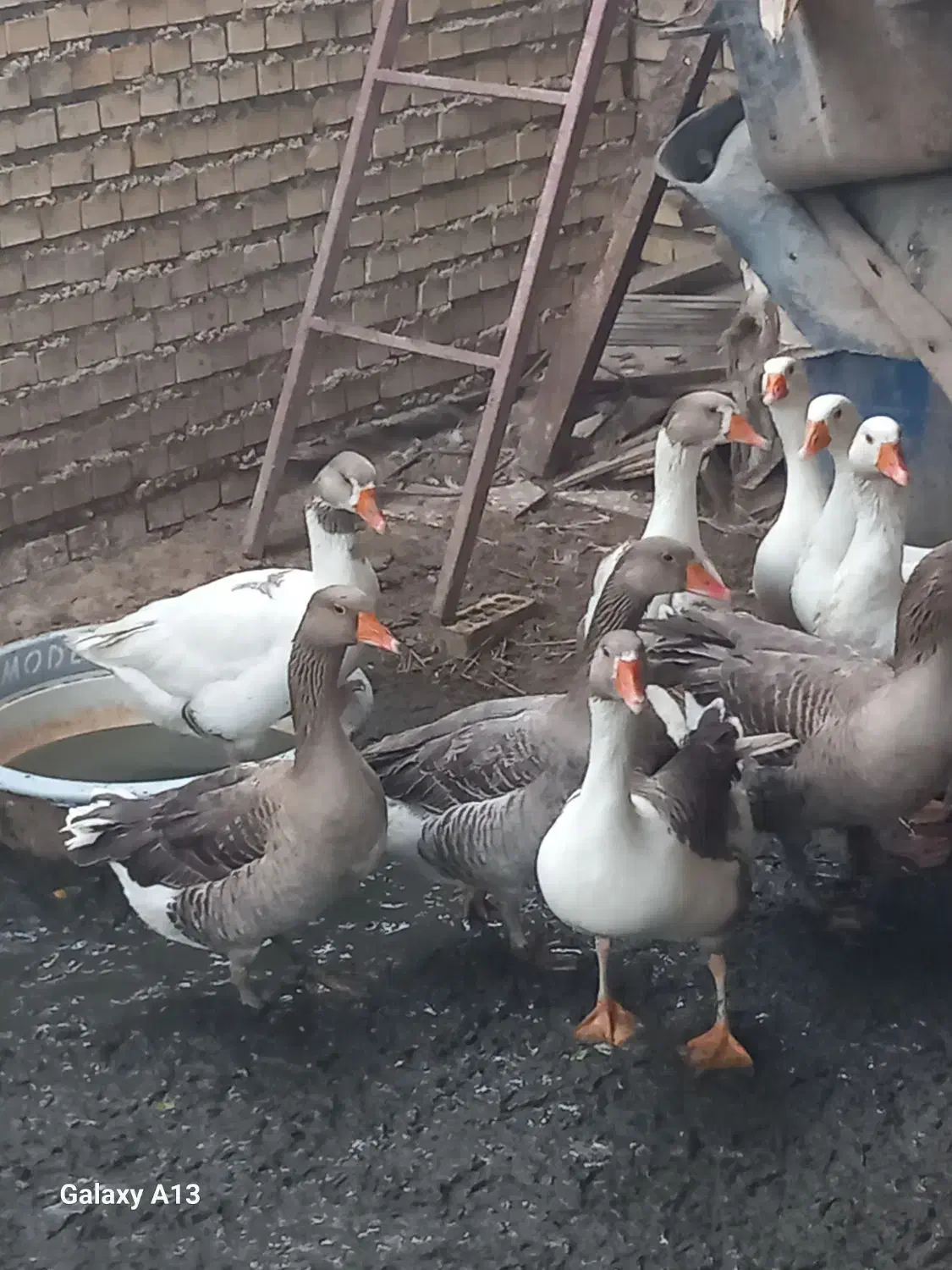 پرنده غاز|حیوانات مزرعه|شادگان, |دیوار