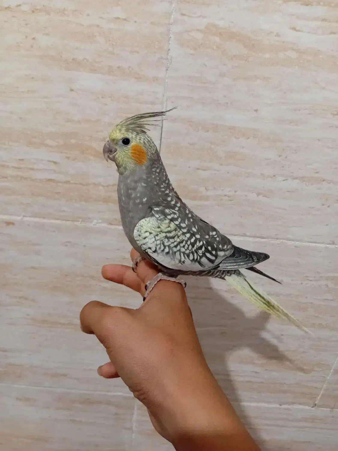 عروس هلندی دستی نر|پرنده|شیراز, کیان شهر|دیوار