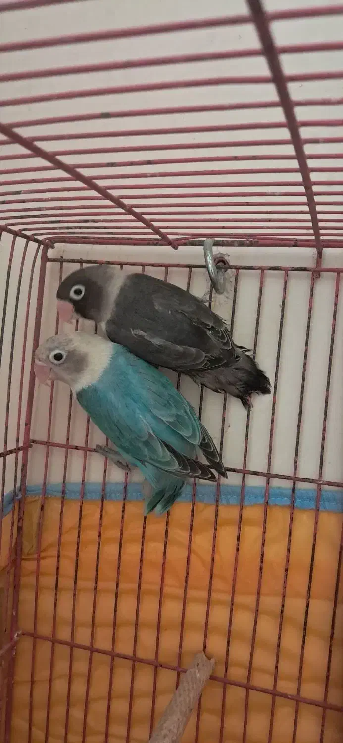 طوطی برزیلی|پرنده|رشت, آزادگان|دیوار