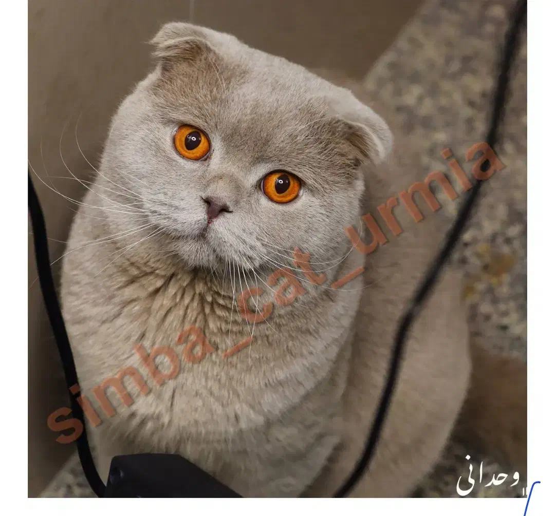 اسکاتیش|گربه|ارومیه, |دیوار