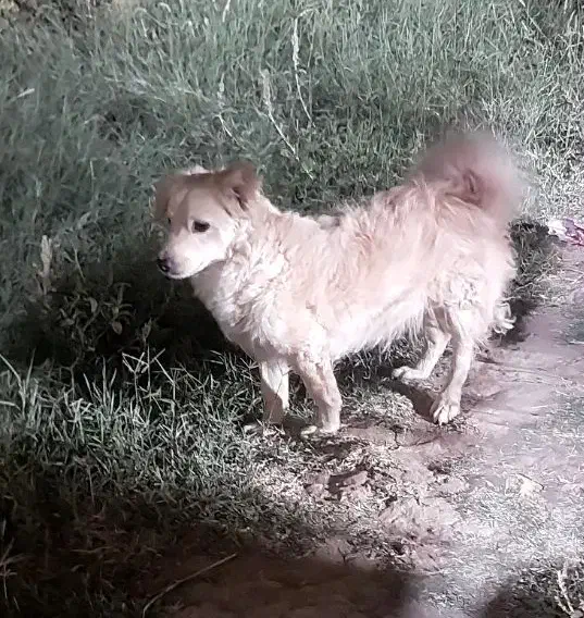 واگذاری سگ|سگ|یزد, |دیوار