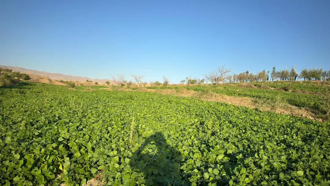 اجاره زمین کشاورزی  ابی|اجارهٔ کوتاه‌مدت ویلا و باغ|زنجان, |دیوار