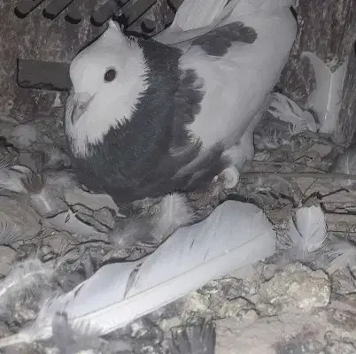 طوقی|پرنده|لاران, |دیوار