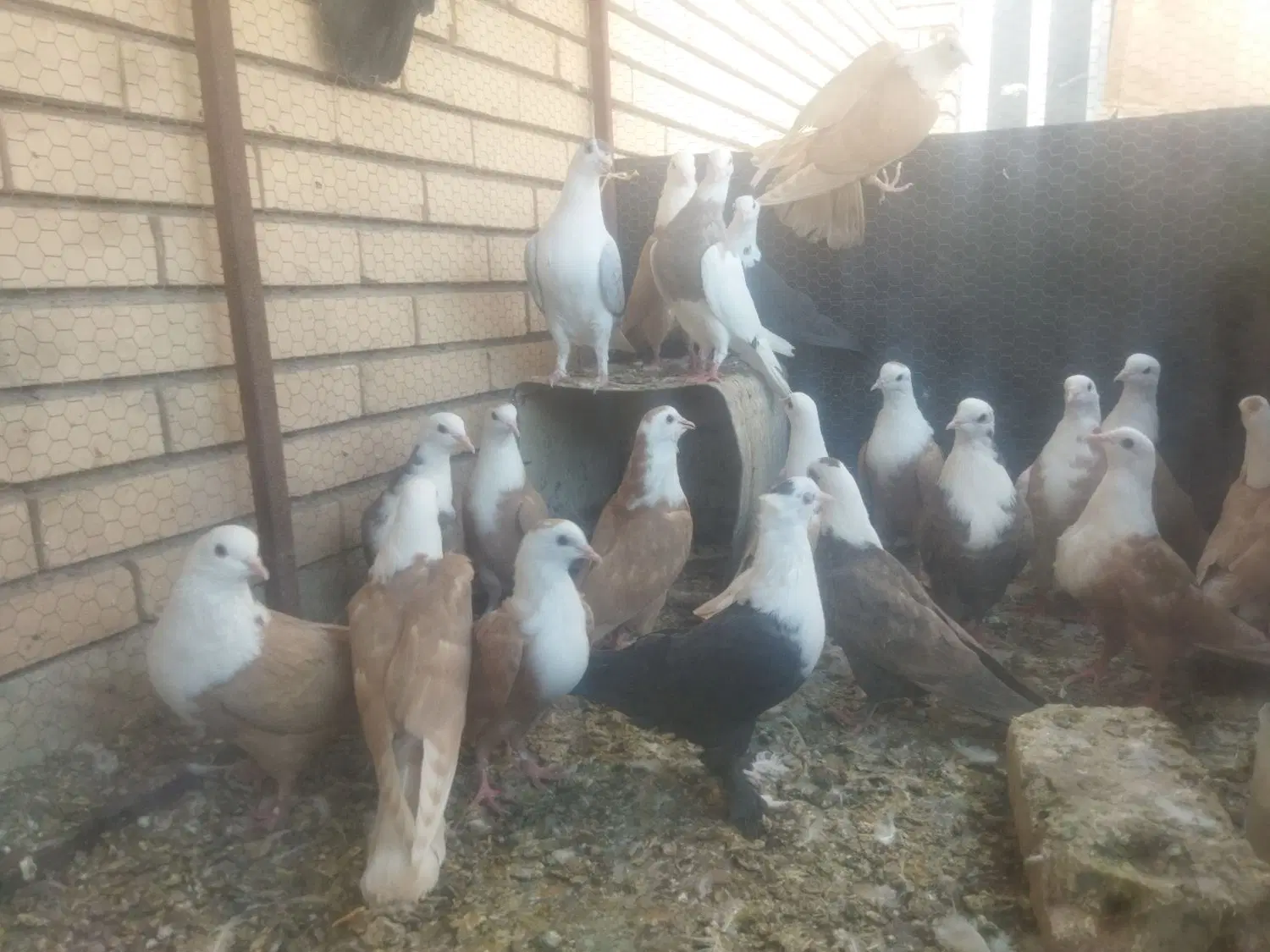 کفتر|پرنده|رفسنجان, |دیوار