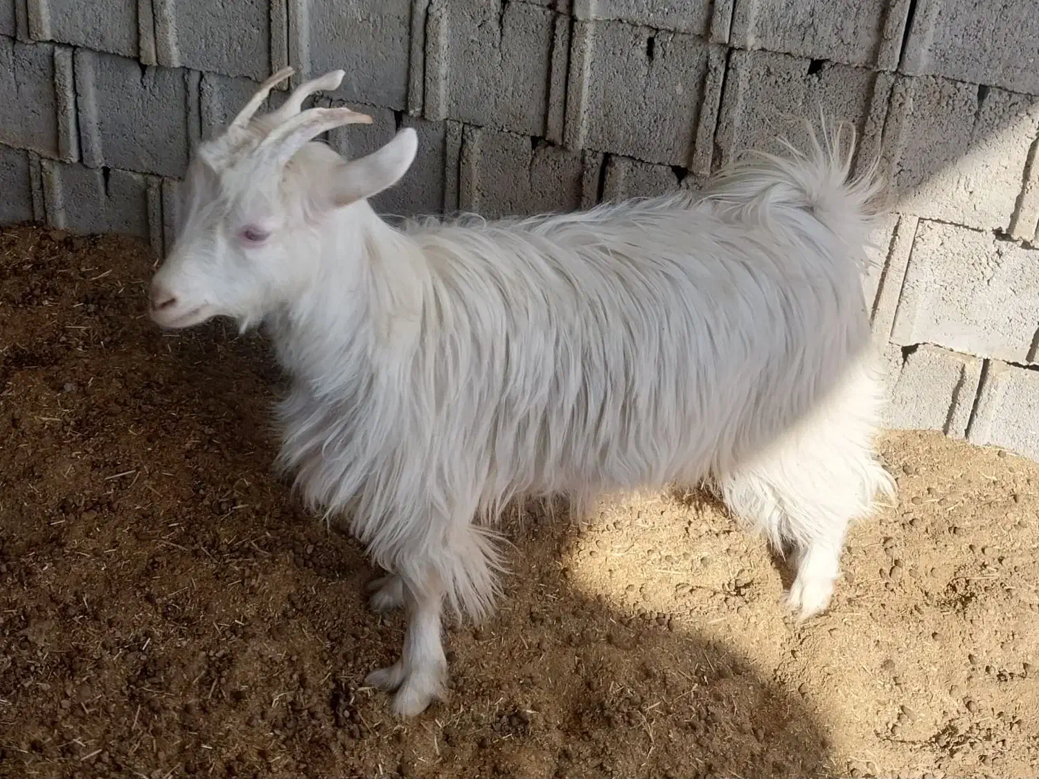 یک عدد بزغاله ماده ترکی روزگاری|حیوانات مزرعه|دهق, |دیوار