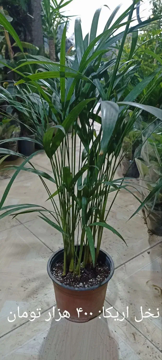 سرخس سرسبز|گل و گیاه طبیعی|فردیس, شهرک ارم|دیوار