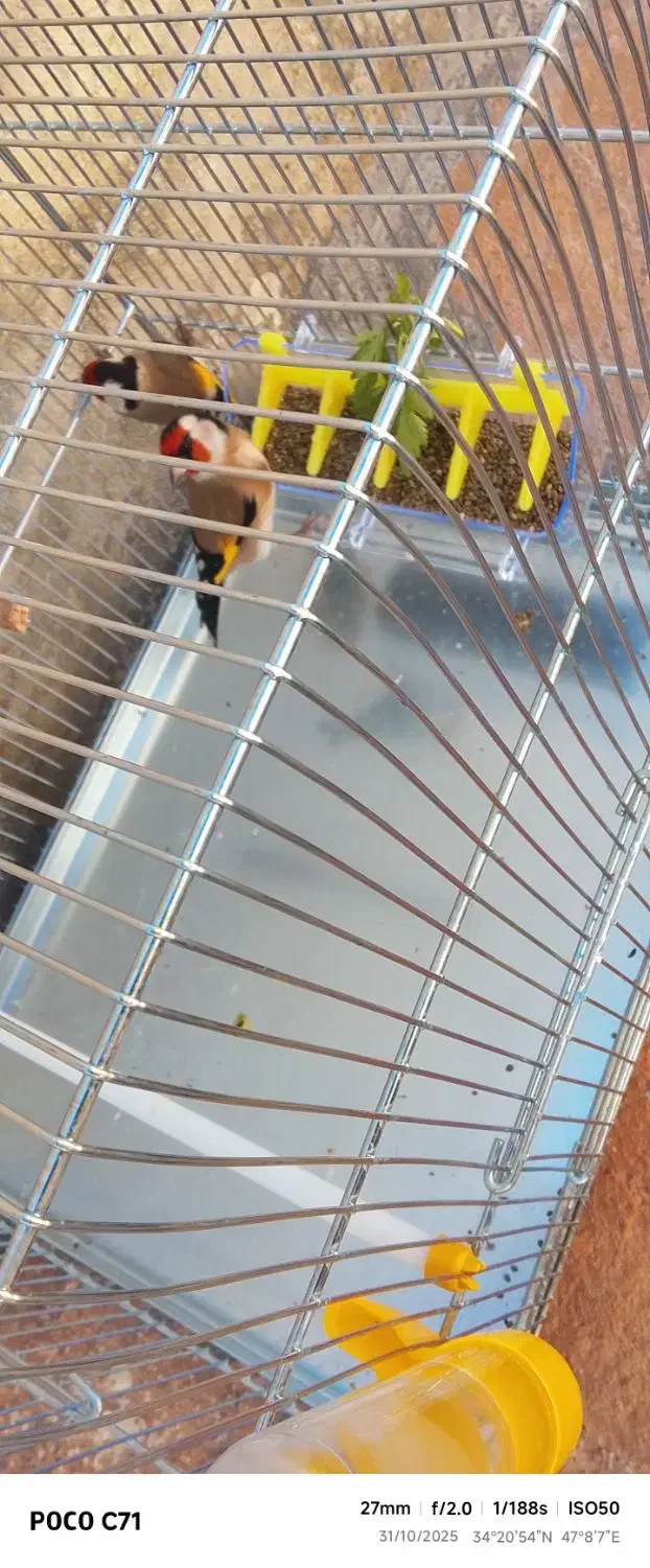 سهره نر|پرنده|کرمانشاه, |دیوار