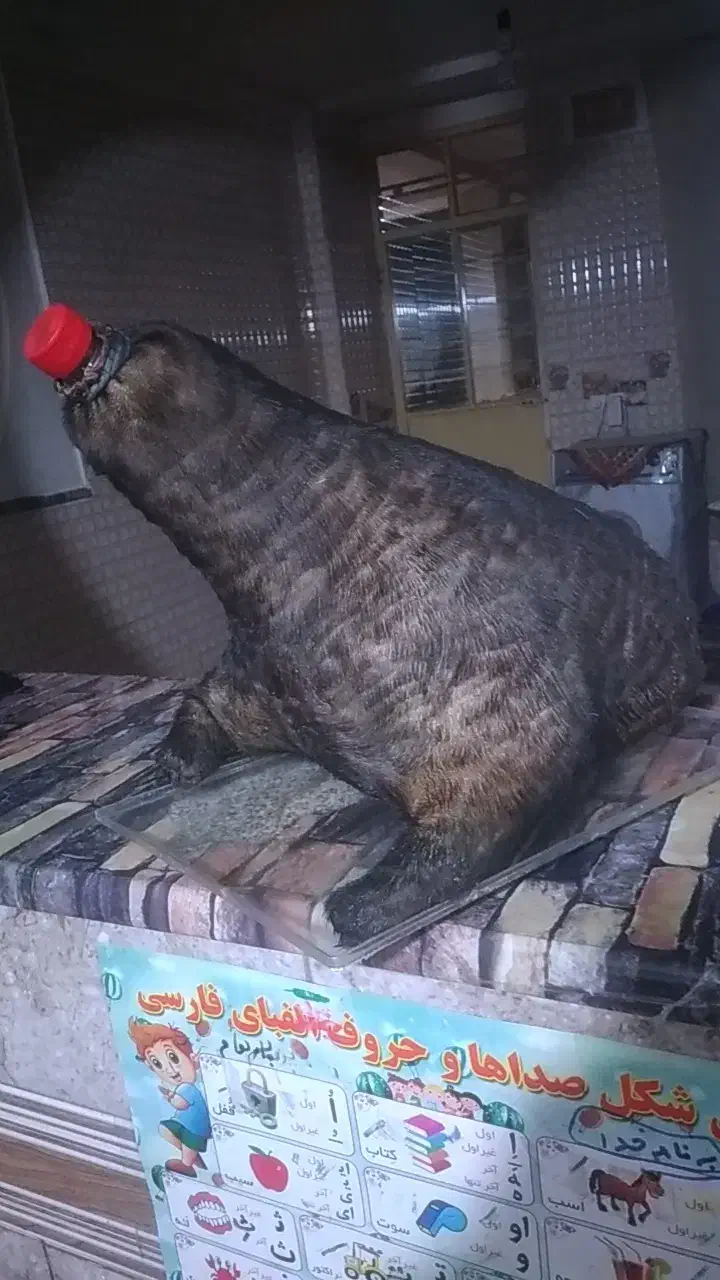 خیگ روغن|ظروف نگهدارنده، پلاستیکی، یک‌بارمصرف|یاسوج, |دیوار