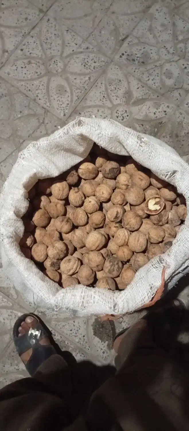 گردو درجه 1 مجود شد حراج|حراج|بافت, |دیوار