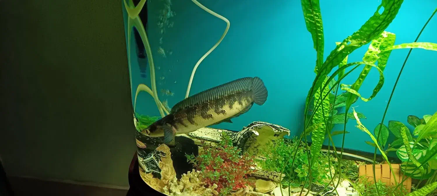 معاوضه ماهی چانا بسیارخوشرنگ با ماهی دیگه|ماهی|نیشابور, شهرک ولیعصر|دیوار