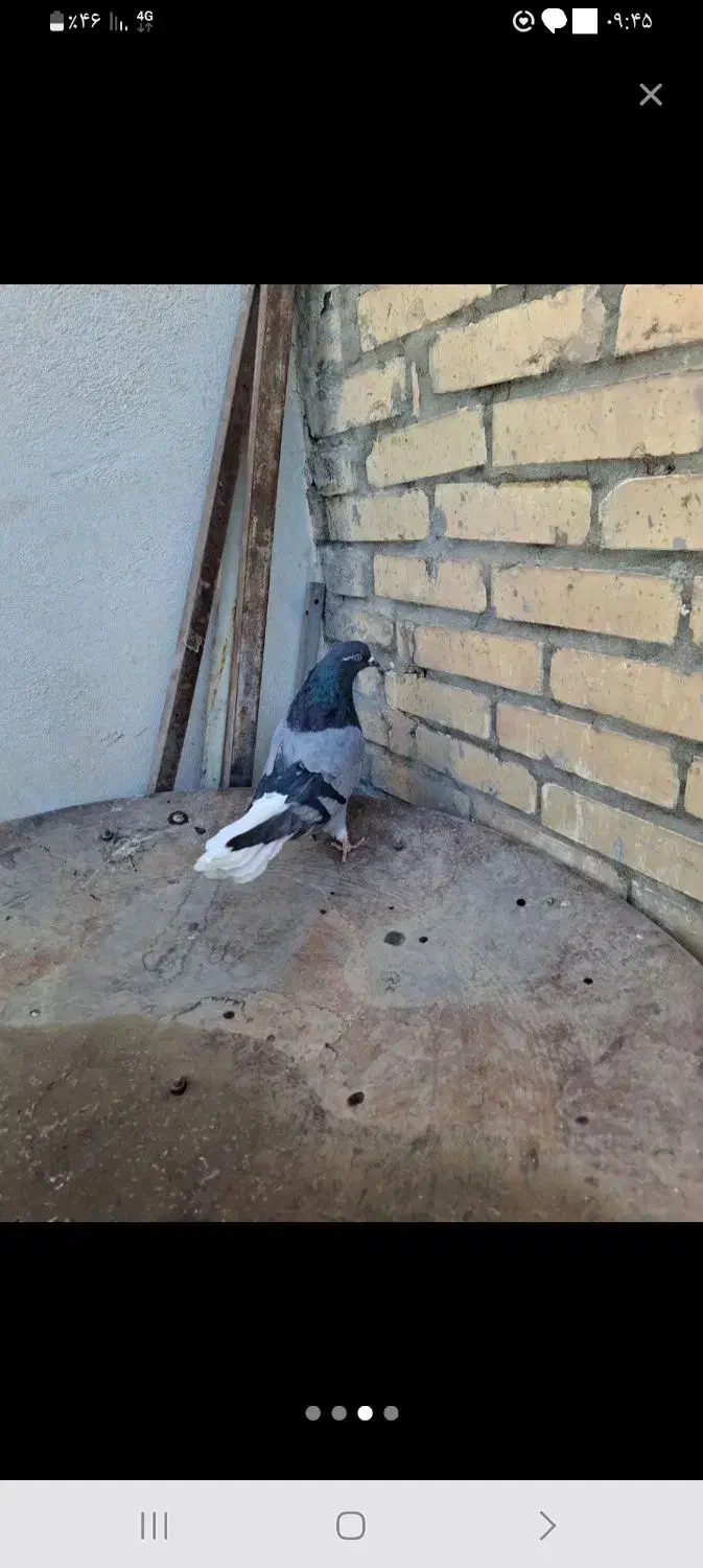 نر پر دمسفید|پرنده|نجف‌آباد, جلال آباد|دیوار