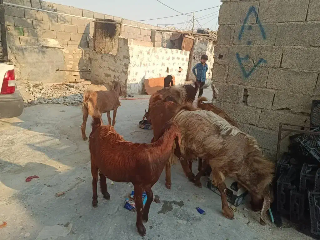 بز دسته جمعی|حیوانات مزرعه|بندر دیر, |دیوار