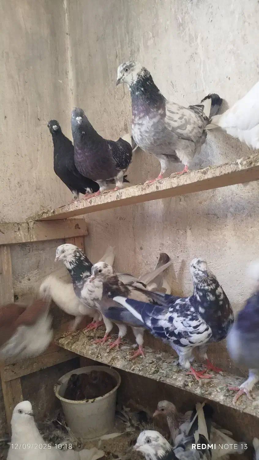 کبوتر پرشی|پرنده|سلماس, |دیوار