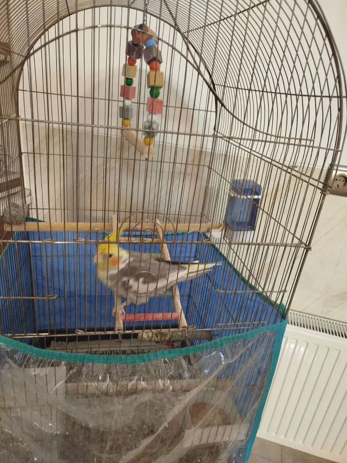 عروس هلندی|پرنده|یزد, |دیوار