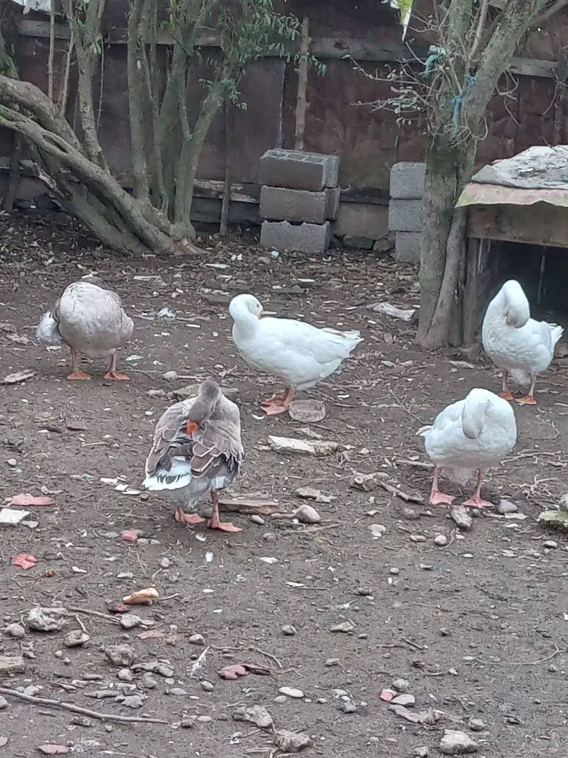 پنج عدد غاز بالغ یکساله تخم گذار|حیوانات مزرعه|آستانه اشرفیه, |دیوار