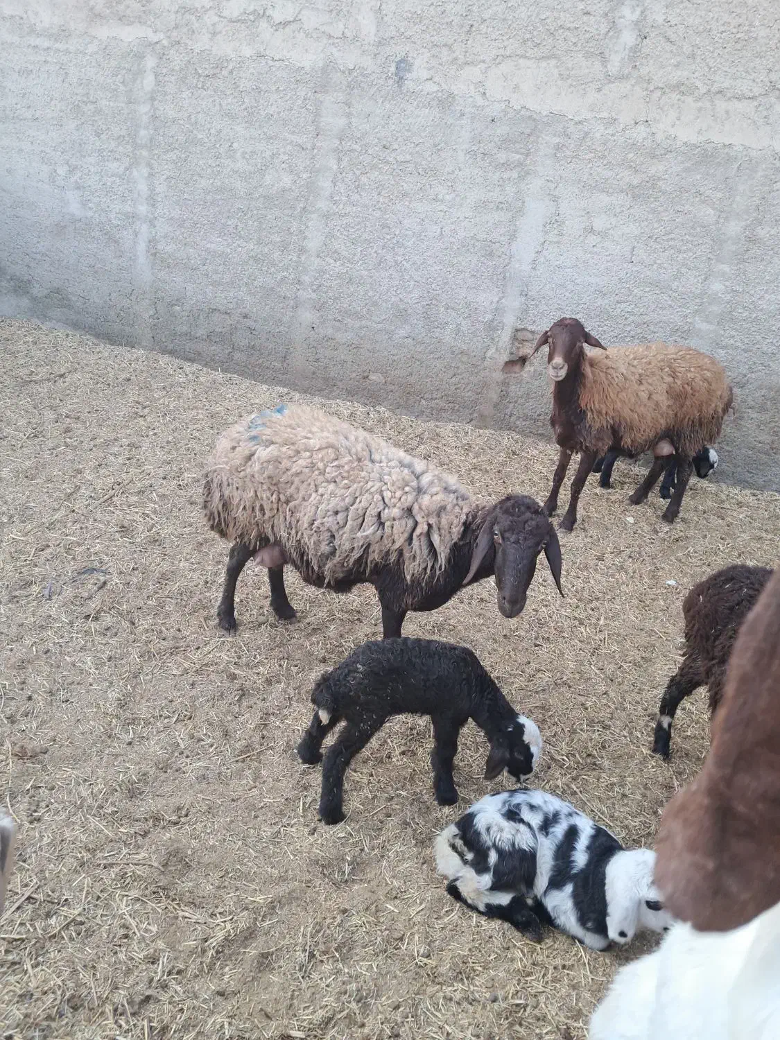 فروش میشو بره|حیوانات مزرعه|باقرشهر, |دیوار