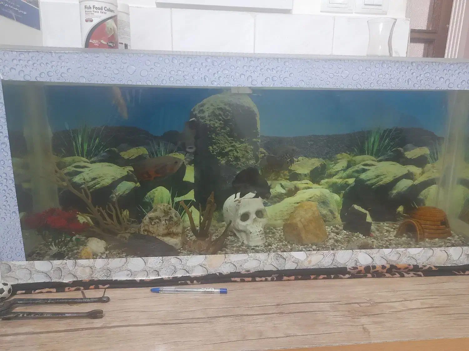 اکواریوم با لوازم ۷ عدد ماهی اسکار و۲تا لجن خار|ماهی|سراب, |دیوار