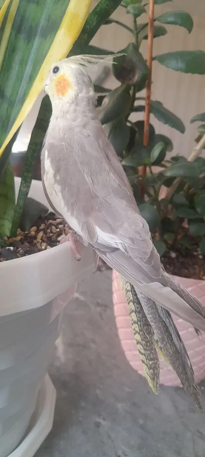 فروش دوعدد عروس هلندی ماده سالم سرحال|پرنده|میانه, |دیوار