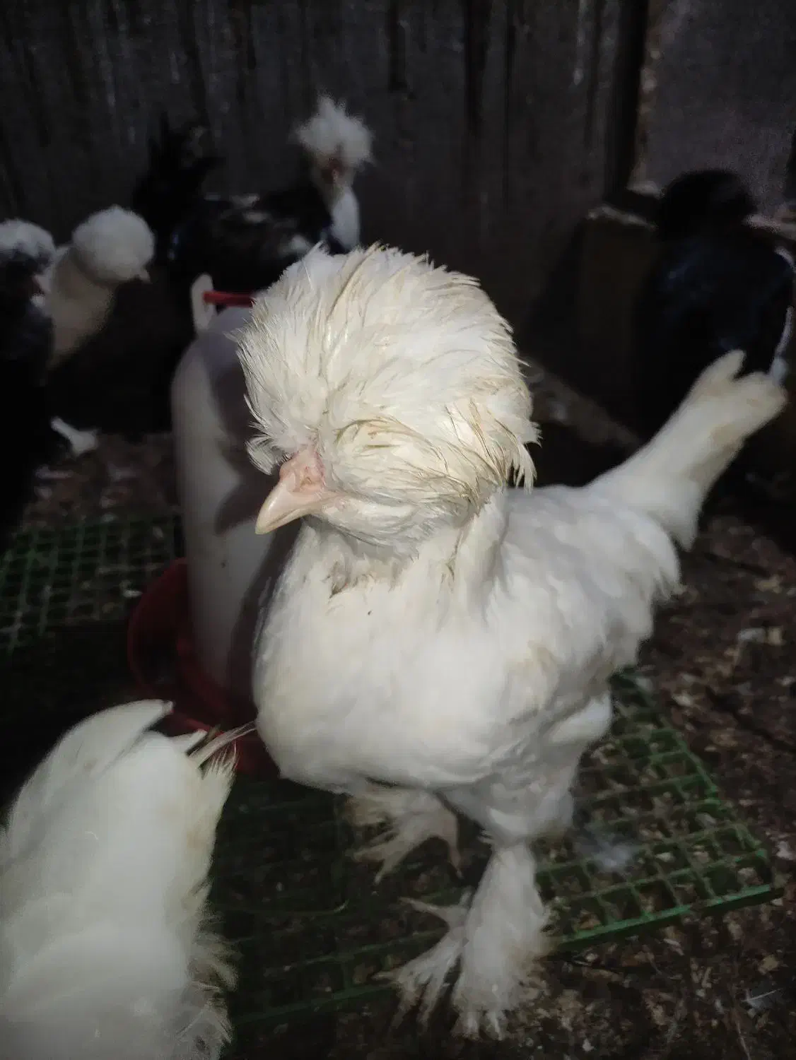 مرغ و خروس سلطان و لهستانی|حیوانات مزرعه|رشت, جانبازان|دیوار