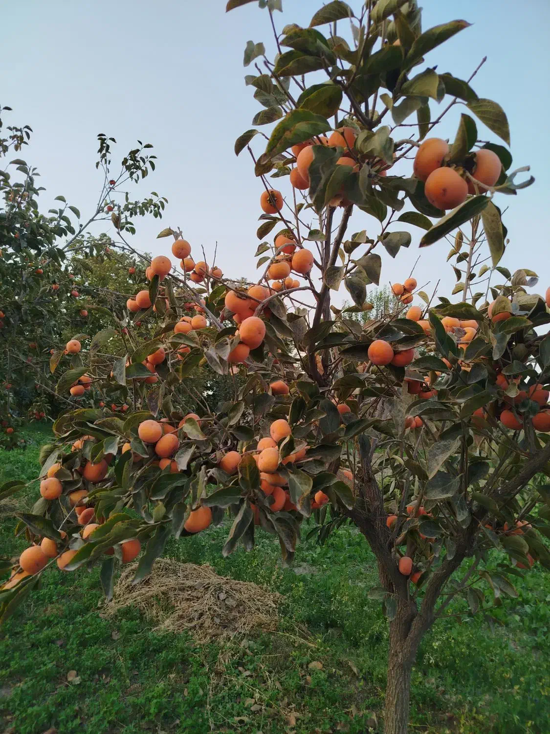 خرمالو سیبی ـ گوجه ای|خوردنی و آشامیدنی|درگز, |دیوار