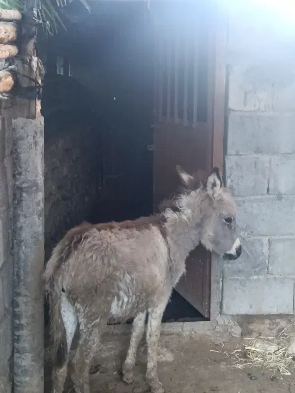 اولاغ|حیوانات مزرعه|رودان, |دیوار