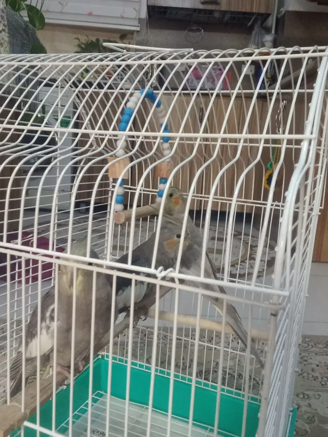 طوطی عروس هلندی|پرنده|سنگر, |دیوار