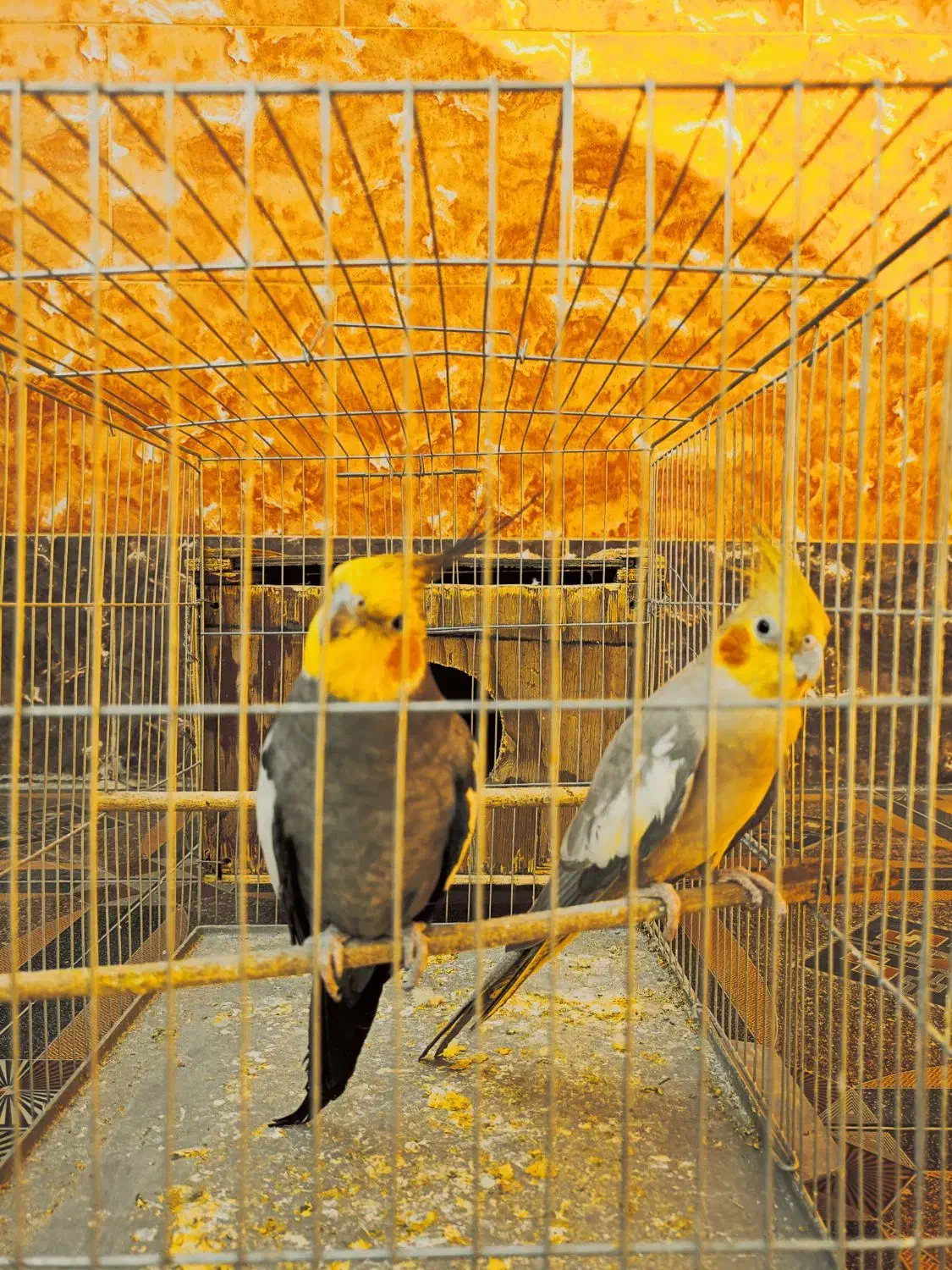 جفت عروس هلندی مولد|پرنده|اهرم, |دیوار