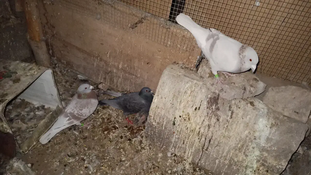 پلاکی نر معاوضه با زاغ ملقی|پرنده|فهرج, |دیوار