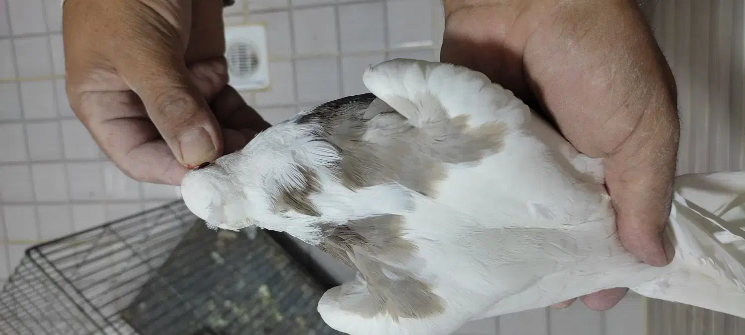 کبوتر طوقی|پرنده|شاهین‌شهر, گزبرخوار|دیوار