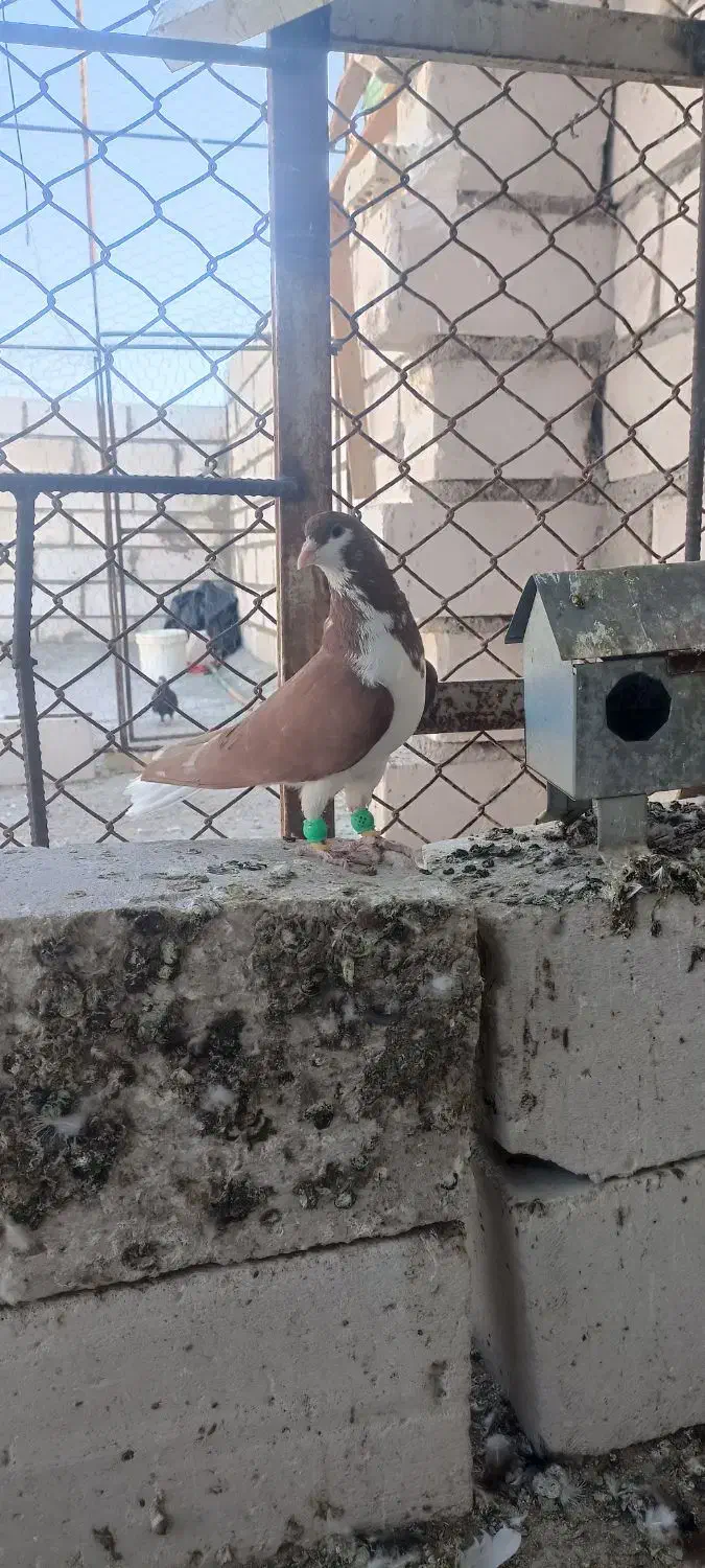 شهری نرو ماده|پرنده|خرمشهر, |دیوار