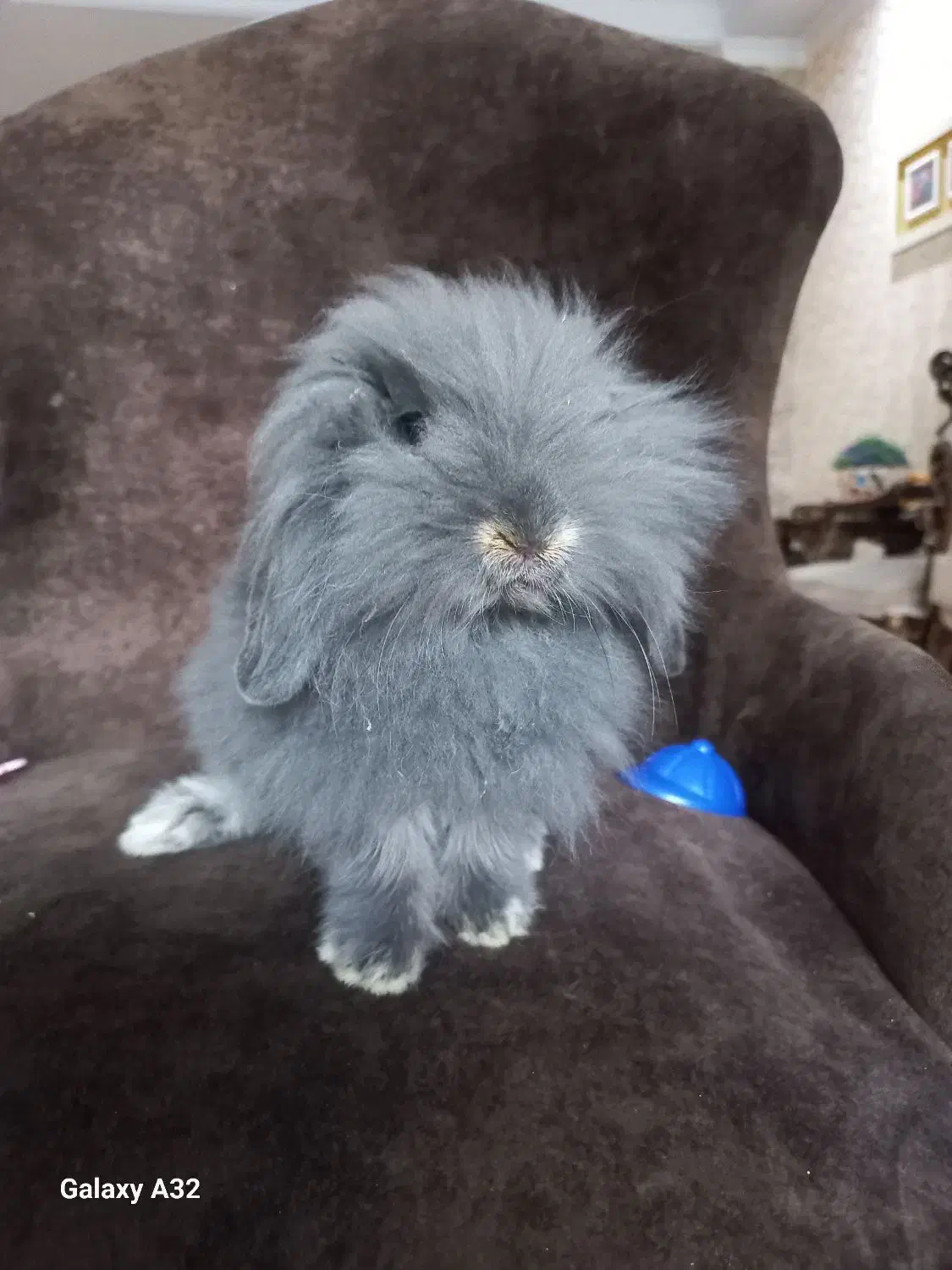 خرگوش مینی لوپ نرنژادو رنگ خاص(گلشهر کرجم)|موش و خرگوش|تهران, شهرک آزمایش|دیوار